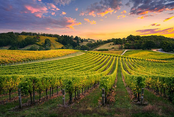 Perth-Wine-Tour-Swan-Valley-Sunset.jpg